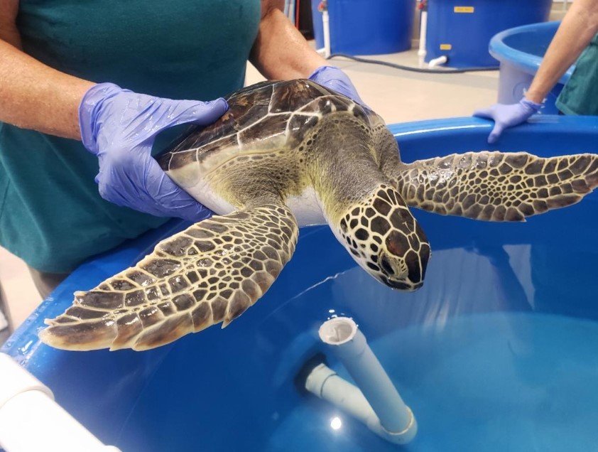 Sea Turtle Conservation