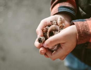 Winter Shell Hunting on Topsail Island Winter Shell Hunting on Topsail Island